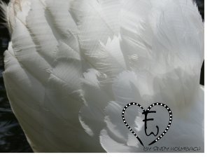 ~ Federn ~ / ~ Feathers ~